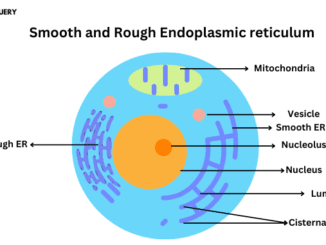 Endoplasmic reticulum