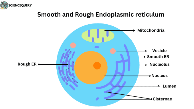 Endoplasmic reticulum