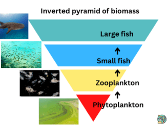 Inverted pyramid of biomass