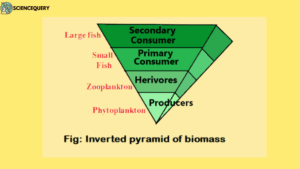 Pyramid of biomass