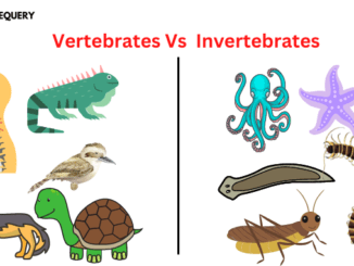 Vertebrates Vs  Invertebrates