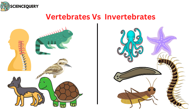 Vertebrates Vs Invertebrates - Science Query