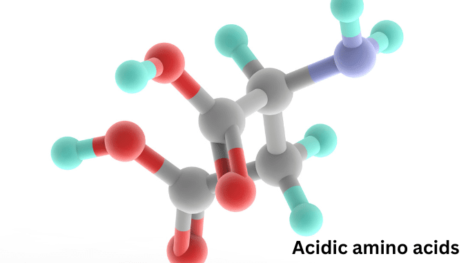 acidic amino acids