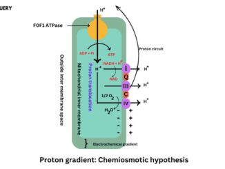 Chemiosmotic hypothesis