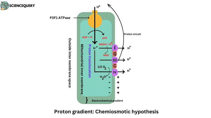 Chemiosmotic hypothesis