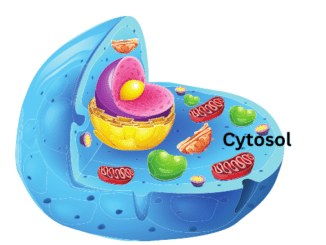 Cytosol