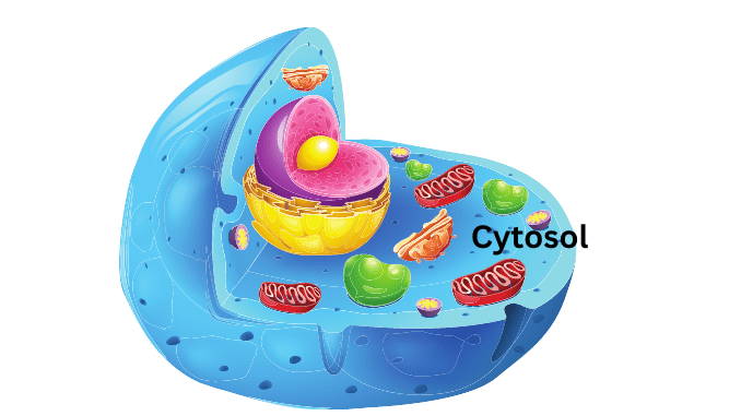 Cytosol