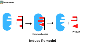 Induced fit model