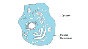 Structure of Cytosol