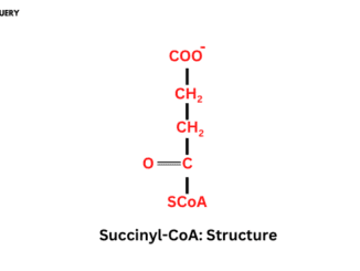 Succinyl CoA