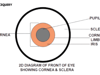 cornea vs sclera