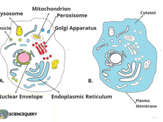 Cytosol Vs Cytoplasm