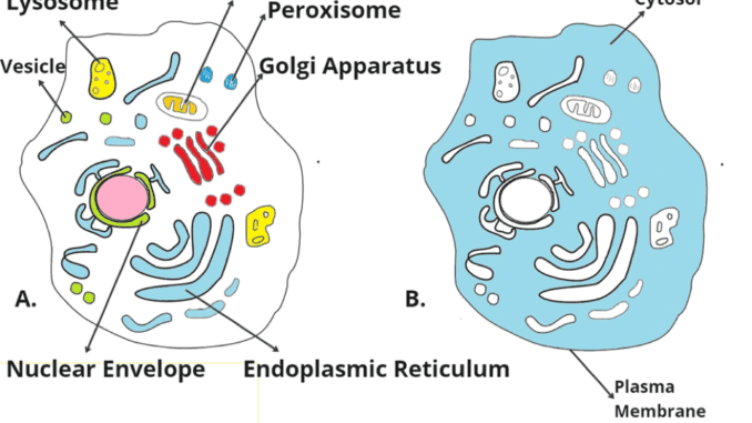 Cytosol Vs Cytoplasm