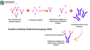 Double Antibody RIA