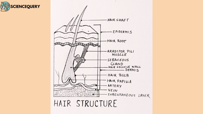 Hair Structure Anatomy Of Human Hair Science Query 