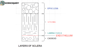 Layers of sclera
