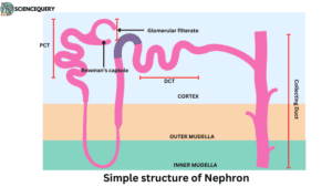 Nephron structure