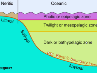 Photic zone