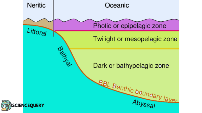 Photic zone