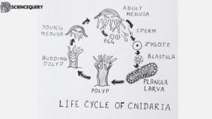 Simple diagram of Cnidaria life cycle