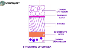 Cornea vs sclera: Structure of cornea