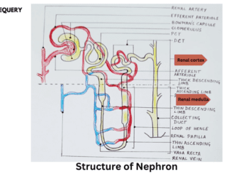 nephrons
