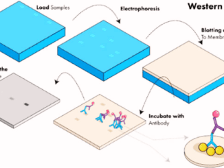 Western blotting