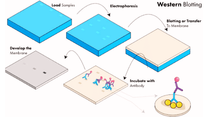 Western blotting