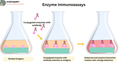 Enzyme immunoassays - ScienceQuery