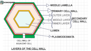 Composition of cell wall