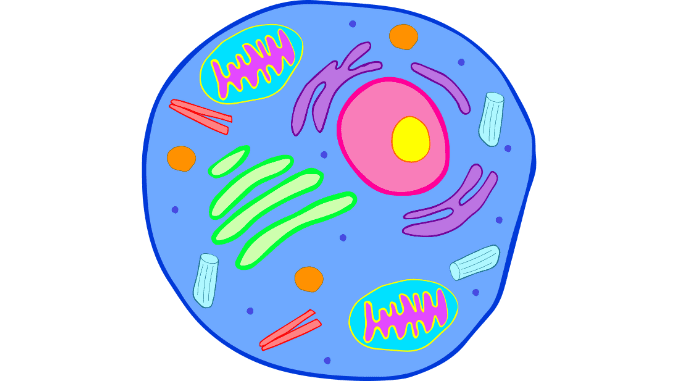 Do animal cells have the cell wall