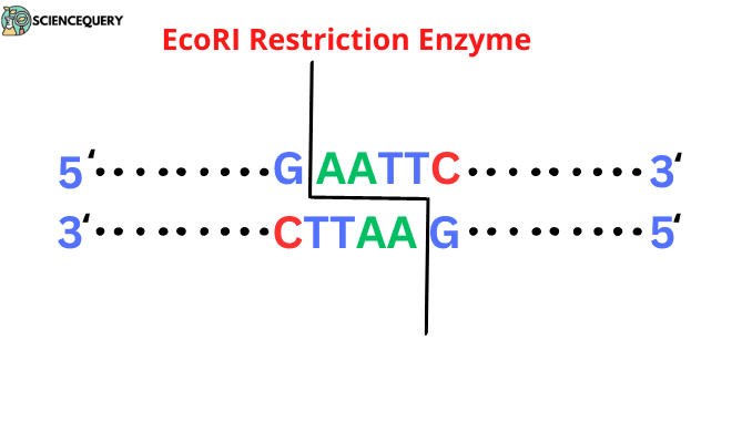 EcoRI restriction enzyme