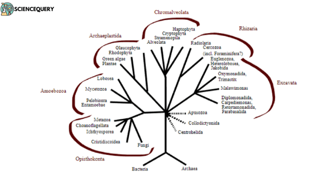 Classification of life: The three major domains - ScienceQuery