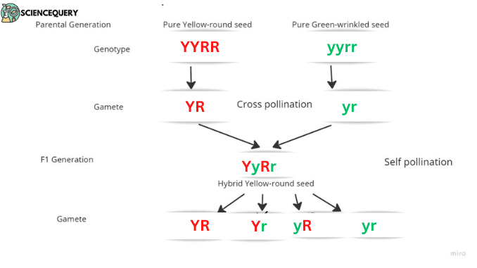 Explain Gregor Mendel pea plant experiment - ScienceQuery