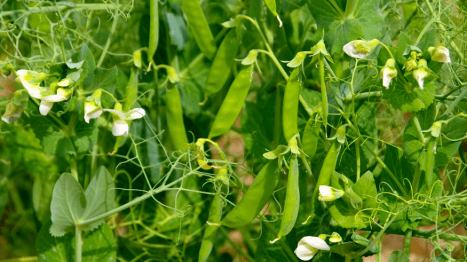 Gregor mendel pea plant