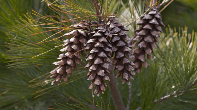 Gymnosperm