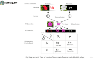 Cytoplasmic inheritance - ScienceQuery