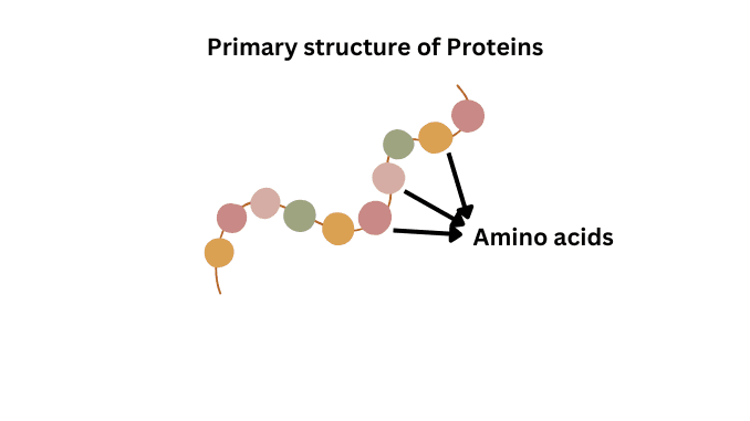 Primary structure of protein