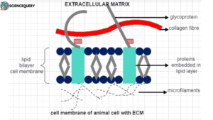 cell membrane of animal cell with ECM