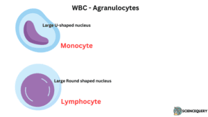 Agranulocytes WBC