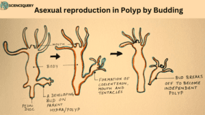 Asexual reproduction in Polyp by Budding