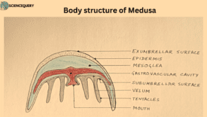 Body structure of Medusa
