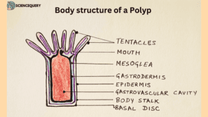 Body structure of Polyp