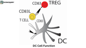 Innate immunity- DC Cell Function