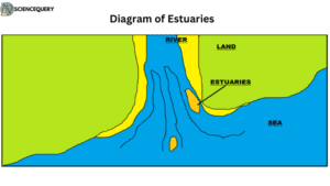 Diagram of estuaries