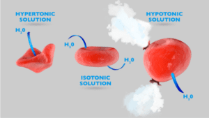 Hypertonic, Hypotonic, and Isotonic solution