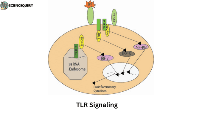 Innate Immunity