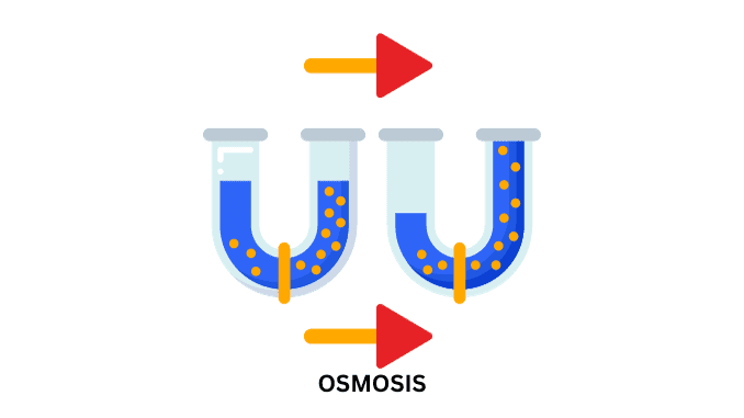 Osmosis