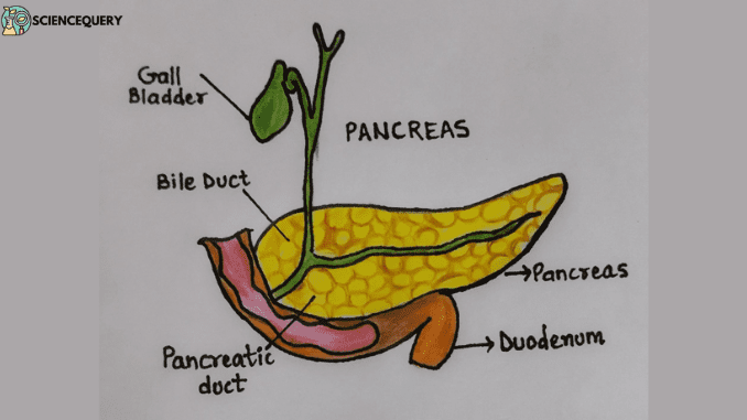 Pancreatic enzymes