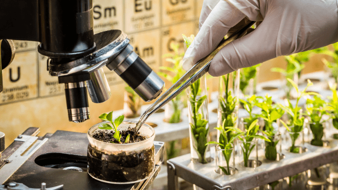 Plant breeding